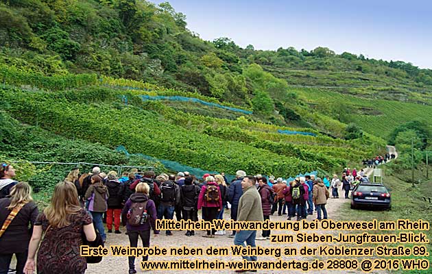 Mittelrhein-Weinwanderung bei Oberwesel am Rhein zum Sieben-Jungfrauen-Blick. Mittelrhein-Weinwandertag